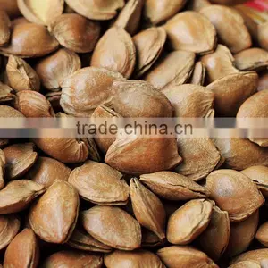 Bitter Apricot Kernels for Sale thumbnail-1