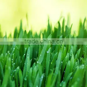 Premium Grade Wheat Grass Powder From India thumbnail-4