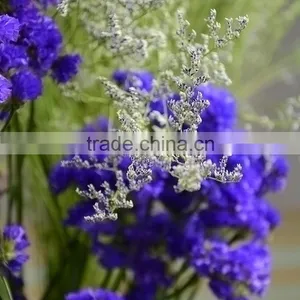 Cut Fresh Hot Sell Wholesale Fresh Flowers Cut Foliage thumbnail-6
