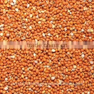 RED MILLET thumbnail-1