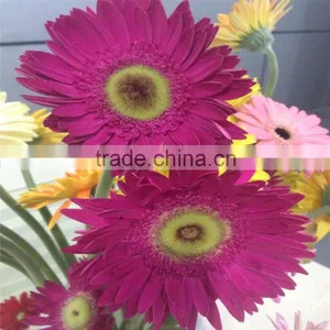 From China Fresh Cut Flower Multicolor Gerbera For Wholesale thumbnail-5