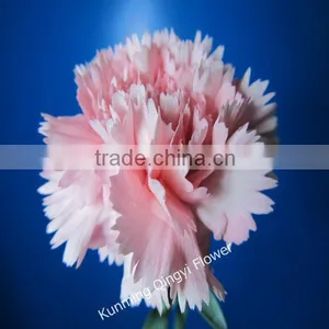 Fresh Cut Flowers Good Quality Carnation thumbnail-1