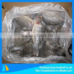 Frozen Fish Tilapia 300-500g Iqf Baby Tilapia thumbnail-1