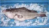 Spotted Grouper / Greasy Grouper - Whole , HO Gutted , Skin-on Fillet, Skinless Fillet thumbnail-1