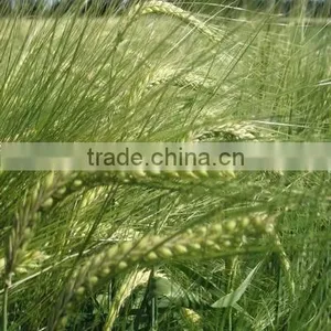 Hot Beer Barley in Summer,origin Australia thumbnail-3