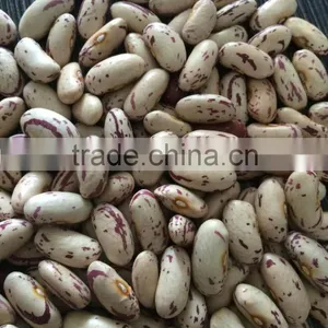 Chinese Light Speckled Kidney Beans Long Shape for Europ thumbnail-5