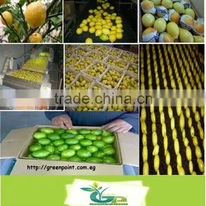 Fresh Lemon thumbnail-1