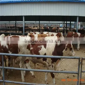 LTX006 Steel Structure Cow Shed thumbnail-4