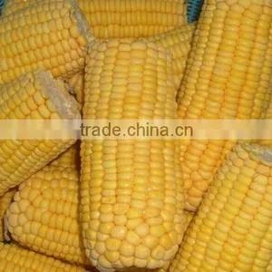 Chinese IQF Steamed Blanched IQF Frozen Sweet Corn Yellow Corn thumbnail-1