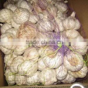 Fresh Jinxiang Garlic thumbnail-2
