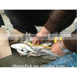 Good Quality Sardine Bait thumbnail-1