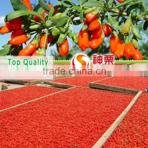 Hot Sells Factory Dried Goji Juice thumbnail-4