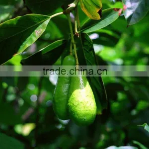 Avocado Tree Seedling thumbnail-2