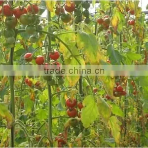 Fertilizer,manure thumbnail-6