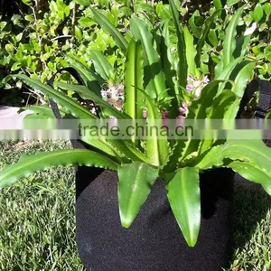 Provides Great Support Large Outdoor Plant Pots thumbnail-1