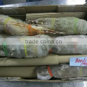 Frozen Raw Lobster Whole thumbnail-1