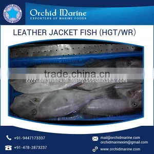 Frozen Fresh Quality Highly Demanded Leather Jacket Fish for Sale thumbnail-5