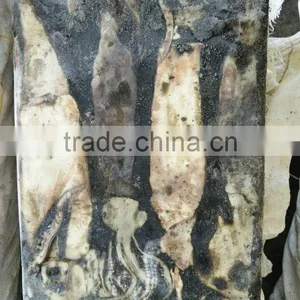 Frozen Peru Squid Wholesale thumbnail-4