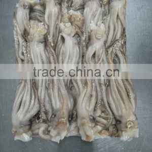 Frozen Tweed Bait Squid Heads thumbnail-2