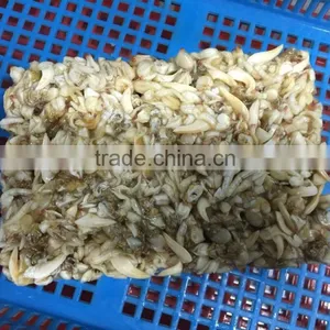 BQF Suff Clam Meat for USA Market thumbnail-2