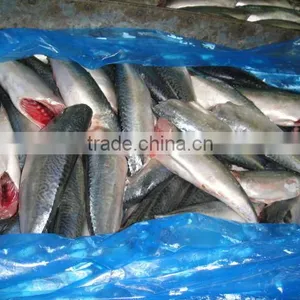 Land Frozen Pacific Mackerel Headless thumbnail-3