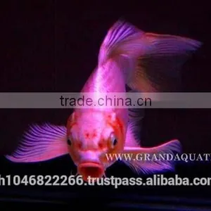 Butterfly Koi Fish For Sale / Aquarium Fish Export thumbnail-2