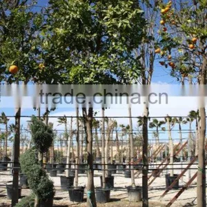 Citrus Aurantium thumbnail-1