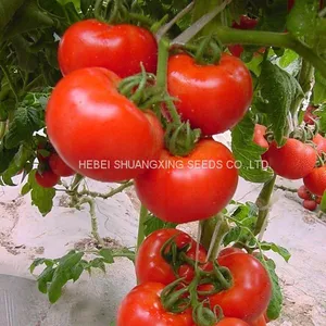 Resistance to TY and Disease Red Tomato Seed SXTS No.1409 thumbnail-1