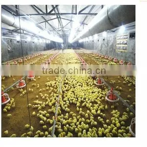 Broiler Feeding System thumbnail-1