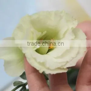 Wide Varieties New Coming Beautiful Hybrid Eustoma Grandiflorum thumbnail-6