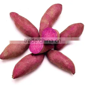 Sweet Potato Fresh Harvest Good Taste Sweet Potato thumbnail-4