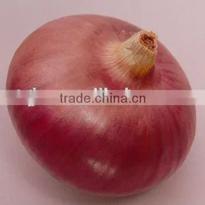 Fresh Onion Red Onion Dry Onion thumbnail-1