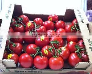 Tomato thumbnail-3