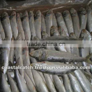 FROZEN INDIAN OIL SARDINE thumbnail-1