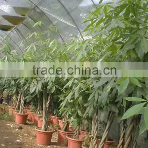 Five Braided Pachira Macrocarpa Aquatica Bonsai Money Tree Plant Indoor Ornamental Decorative Potted Plants Nursery Pachira thumbnail-4