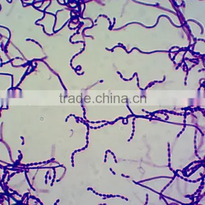Educational Medical Microbiology Prepared Slides Botany Microscope Slides Microbiology Prepared Slides for Microscopes thumbnail-1