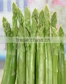 Canned Green Asparagus Spears 370ml thumbnail-5
