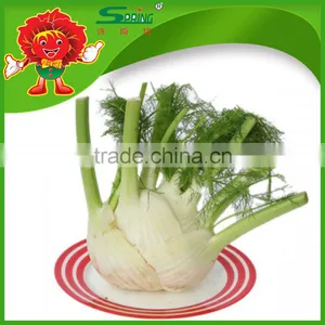 FRESH FENNEL thumbnail-2