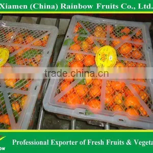Shatang Mandarin thumbnail-2