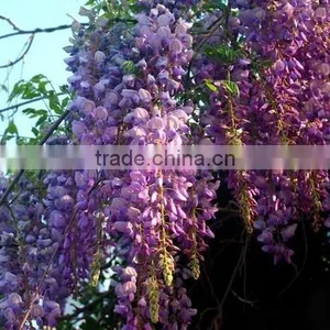Wisteria Tree Seeds Chinese Wisteria Sinensis Seeds Vine Purple Flowers Bonsai Seeds For Planting thumbnail-2