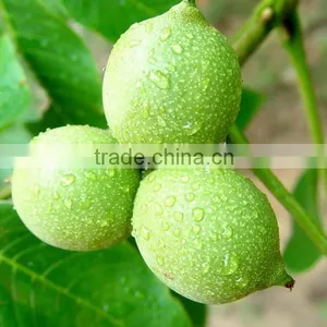 Wholesale Natural Dried Walnut Nut Delicious Nuts Walnut Unshelled thumbnail-1