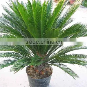 Cycas Revoluta . thumbnail-2