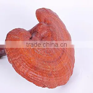 Pure Nature Reishi Mushroom Extract Powder thumbnail-1