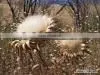 Silybum Marianum Extract Powder thumbnail-1