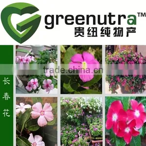 Vinca Rosea Flower Extract thumbnail-1