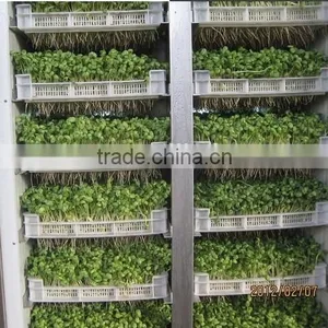 Full Automatic Hydroponic Organic Bean Sprouts Machine thumbnail-3