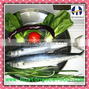 Spanish Mackerel Fishing thumbnail-1