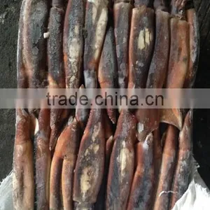 Frozen Illex Squid for Bait thumbnail-3