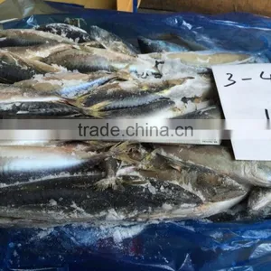 Pacific Mackerel for Bait thumbnail-2