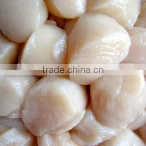 Scallop thumbnail-2